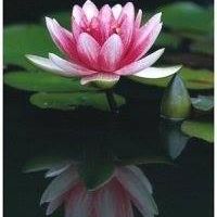 Lily