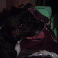 Holly