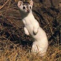 Weasel