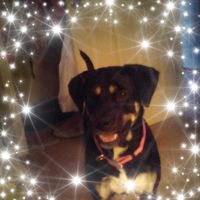 Kimber