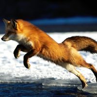 RedFox