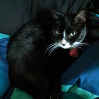 Bonnie