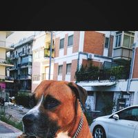 Francesco