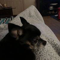 Chip