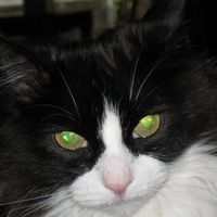 Peepers