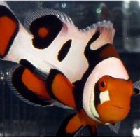 Herman