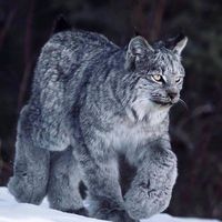 Ралица