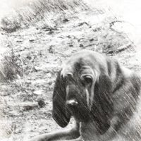 Lilly