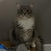 Samantha