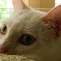 Kitty Casper