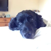 Ollie