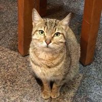 Ambell