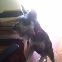 Niña