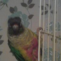 Rambo