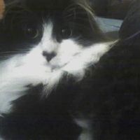 Izzy