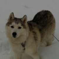 Arne