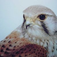 Kestrel