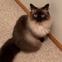 Rory