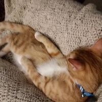Theodore