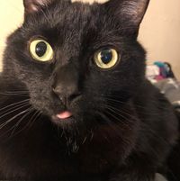 Kat