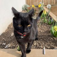 Sarah Mental Moo Kerrigan