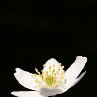 Anemone