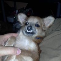 Joe