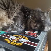 Tom