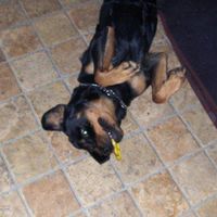 Lilli