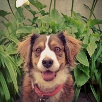 Sheila