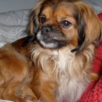 Maggie