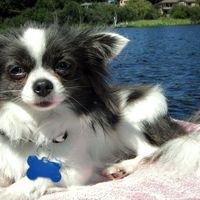 Skyler Chihuahua