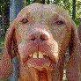 Fred