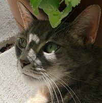 Tracy