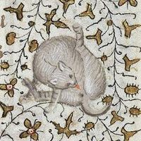 Gato