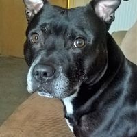 Marko