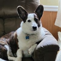 Mark