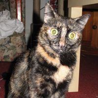Bonnie