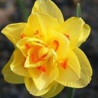 Lisa Daffodil