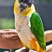 Diego