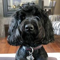 Barrie