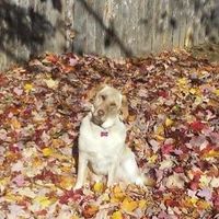 Sue