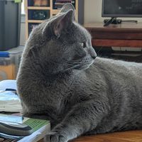 Paula