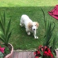 Gillian