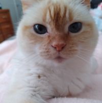 Josie