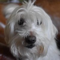 Marti
