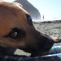 Trevor