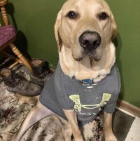 Brody