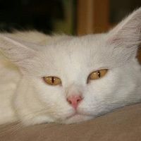 Gizmo