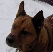 Sharon